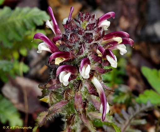 {Pedicularis canadensis}